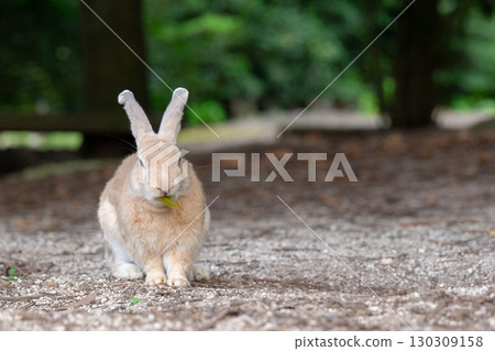 兔子吃葉子 兔子吃葉子 130309158