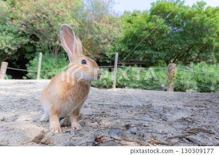 The cheerful rabbits of Okunoshima 130309177
