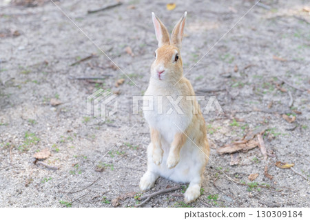 兔子站起來拍紀念照 兔子站起來拍紀念照 130309184