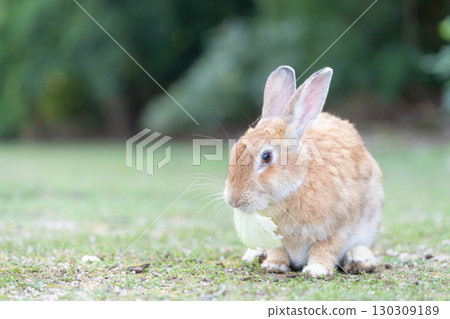 Rabbit eating cabbage 130309189