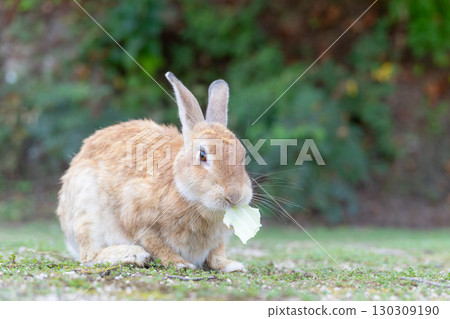 兔子吃白菜 130309190