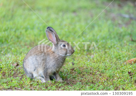 草地上的兔子 草地上的兔子 130309195