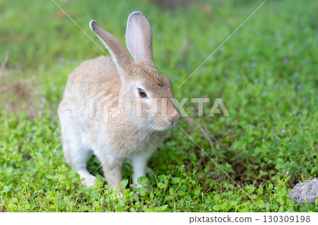 Rabbit on the grass 130309198
