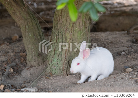 陰涼處的一隻白色小兔子 130309204
