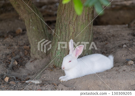 一隻白色的小兔子在樹蔭下打盹 130309205