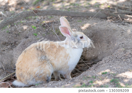 打瞌睡的兔子 130309209