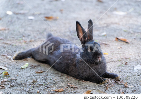 放鬆的黑兔 130309220