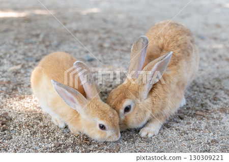 兔子和它們的孩子之間的愛 兔子和它們的孩子之間的愛 130309221