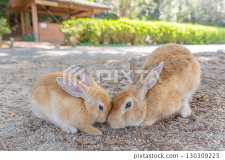 兔子媽媽與小兔子之間的愛情 兔子媽媽與小兔子之間的愛情 130309225