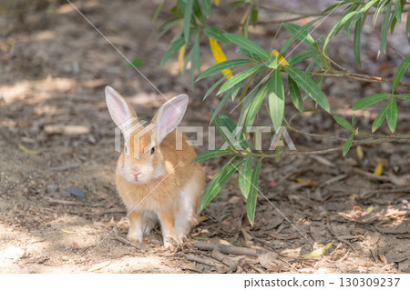Baby rabbit in the shade Baby rabbit in the shade 130309237