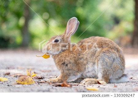 兔子吃葉子 130309247