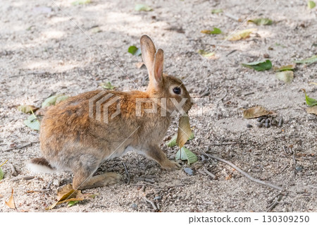 A rabbit walking with a leaf in its mouth 130309250