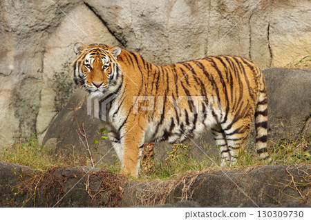 A timid male tiger who was rejected by a female 130309730