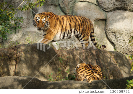 A female tiger avoids approaching males 130309731