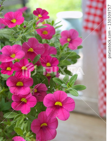 Safinia and gingham check fabric 130309757