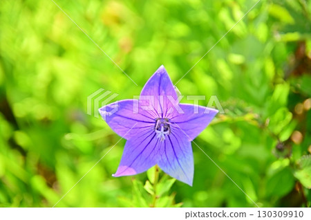 bellflower blue flowers bellflower blue flowers 130309910