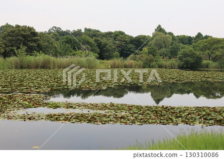 埼玉市見沼自然公園裡，睡蓮葉覆蓋的池塘 130310086