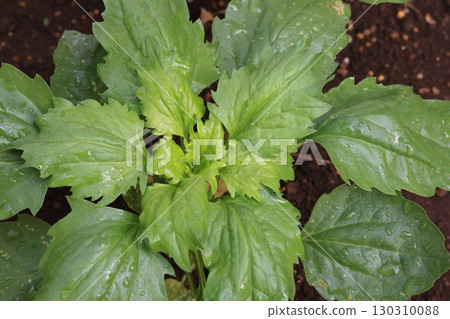 翠菊幼苗開始生長 130310088