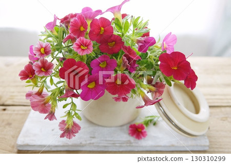 Safinia on the windowsill Safinia on the windowsill 130310299