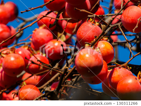 Persimmon trees in the city 130311266