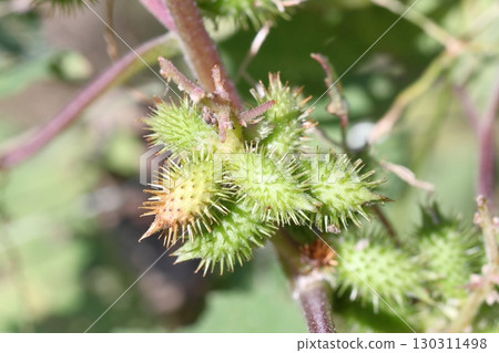 Close-up of cocklebur (Xanthium maximowiczii) berries Close-up of cocklebur (Xanthium maximowiczii) berries 130311498