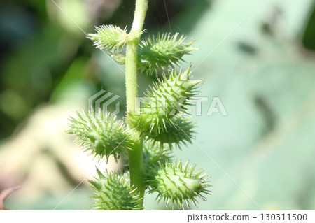 蒼耳(Xanthium maximowiczii)漿果的特寫 蒼耳(Xanthium maximowiczii)漿果的特寫 130311500
