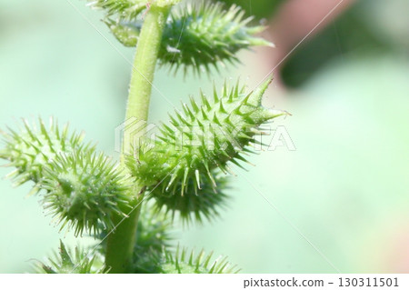 蒼耳（Xanthium maximowiczii）漿果的特寫 130311501