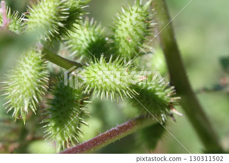 蒼耳(Xanthium maximowiczii)漿果的特寫 蒼耳(Xanthium maximowiczii)漿果的特寫 130311502