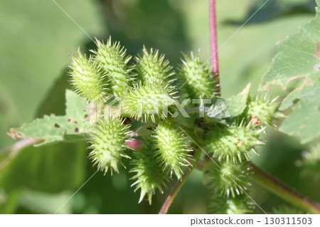 蒼耳(Xanthium maximowiczii)漿果的特寫 蒼耳(Xanthium maximowiczii)漿果的特寫 130311503
