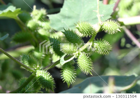 蒼耳(Xanthium maximowiczii)漿果的特寫 蒼耳(Xanthium maximowiczii)漿果的特寫 130311504