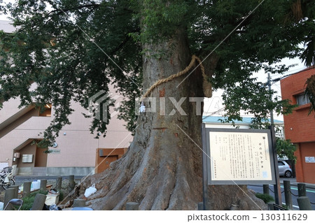 Large Zelkova tree, designated as a cultural property and natural monument Large Zelkova tree, designated as a cultural property and natural monument 130311629