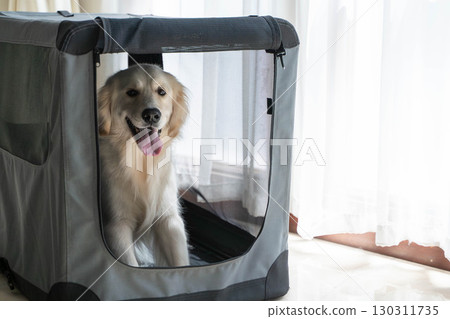 黃金獵犬從軟箱探出頭來 黃金獵犬從軟箱探出頭來 130311735