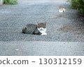 Cats on the roadside 130312159