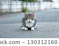 Staring cat 130312160