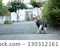 Cat looking back 130312161