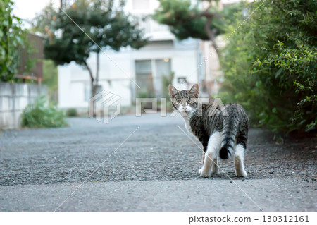 Cat looking back 130312161