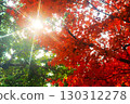Autumn leaves and sunlight 130312278