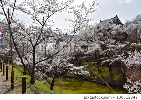 長野縣上田市上田城跡公園的櫻花盛開、瞭望塔和護城河 130312342