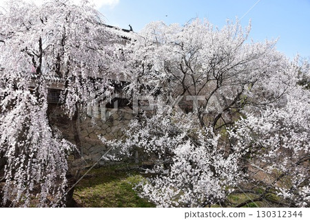 長野縣上田市上田城跡公園的櫻花、北櫓和護城河 130312344