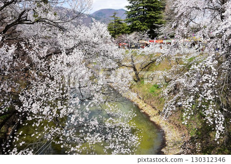 長野縣上田市上田城跡公園的櫻花和護城河 130312346