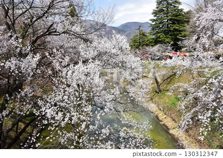 長野縣上田市上田城跡公園的櫻花和護城河 130312347