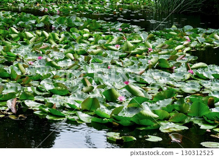 Water lilies floating in the pond at the Hokkaido Government Red Brick Building 130312525