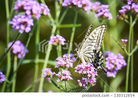 燕尾蝴蝶吮吸花蜜 130312654