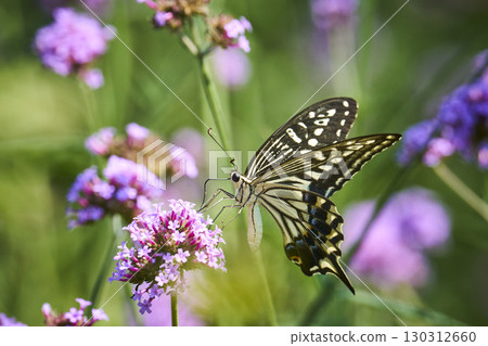 一隻燕尾蝶在花田裡吸食花蜜 一隻燕尾蝶在花田裡吸食花蜜 130312660