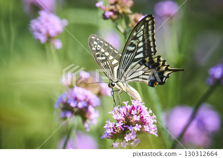 A swallowtail butterfly sucking nectar from a flower in a flower field A swallowtail butterfly sucking nectar from a flower in a flower field 130312664