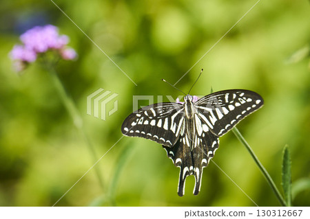 A swallowtail butterfly sucking nectar from a flower in a flower field A swallowtail butterfly sucking nectar from a flower in a flower field 130312667
