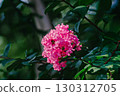 Crape myrtle with its lush, strong leaves 130312705