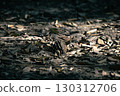 Early autumn: Quietly sleeping pine cones and fallen leaves 130312706