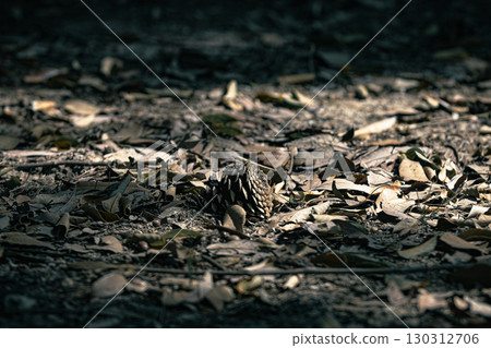 Early autumn: Quietly sleeping pine cones and fallen leaves 130312706