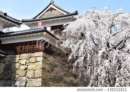 Ueda City, Nagano Prefecture: North Tower, stone walls, and cherry blossoms in full bloom at Ueda Castle Ruins Park 130312811